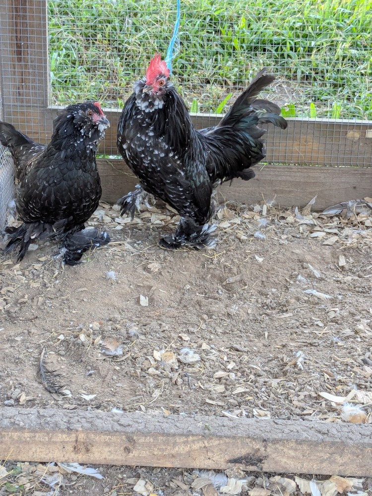 8 Black Mottled D’uccle Hatching Eggs
