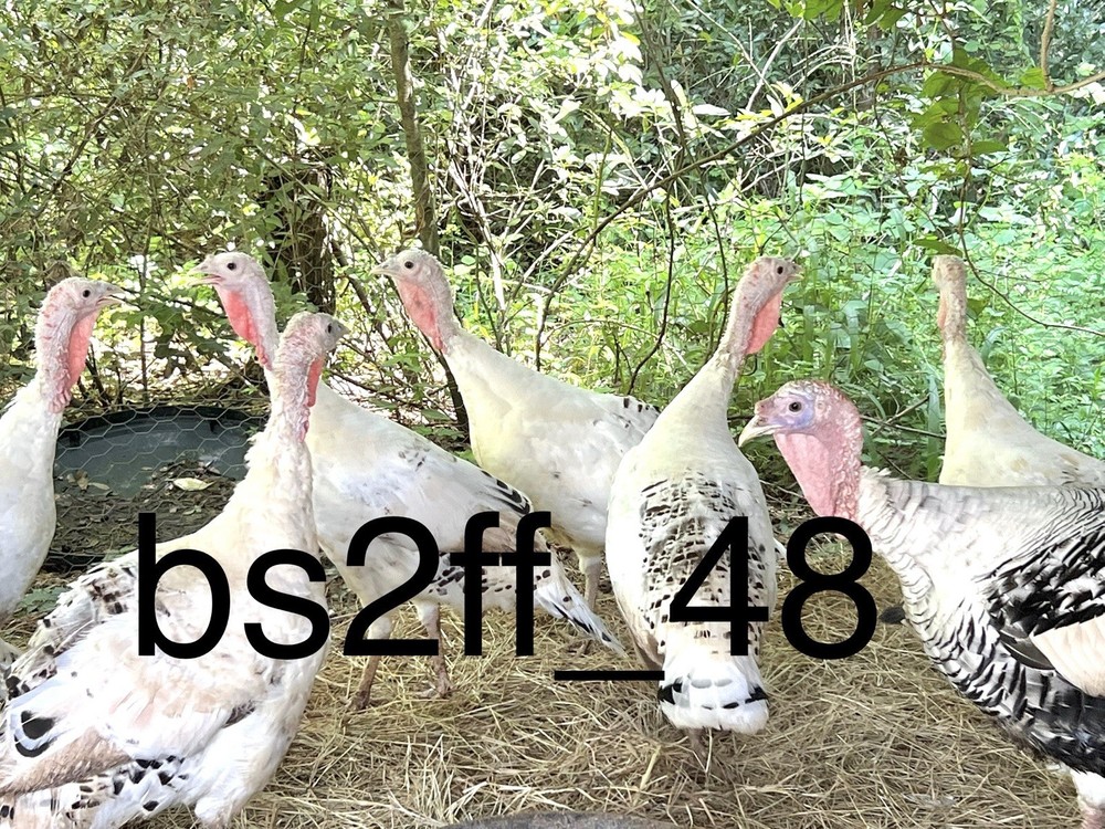 6 Royal Palm Turkey Hatching Eggs