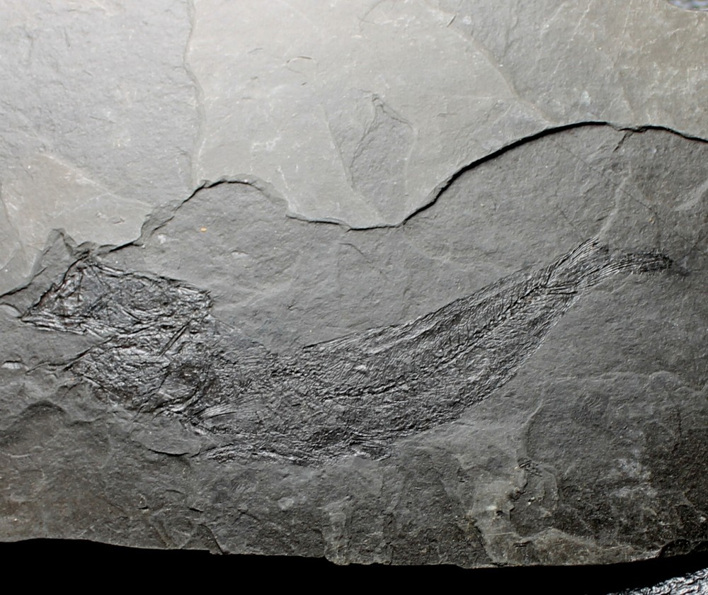 Clupeidae - Big, excellent Oligocene fossil fish