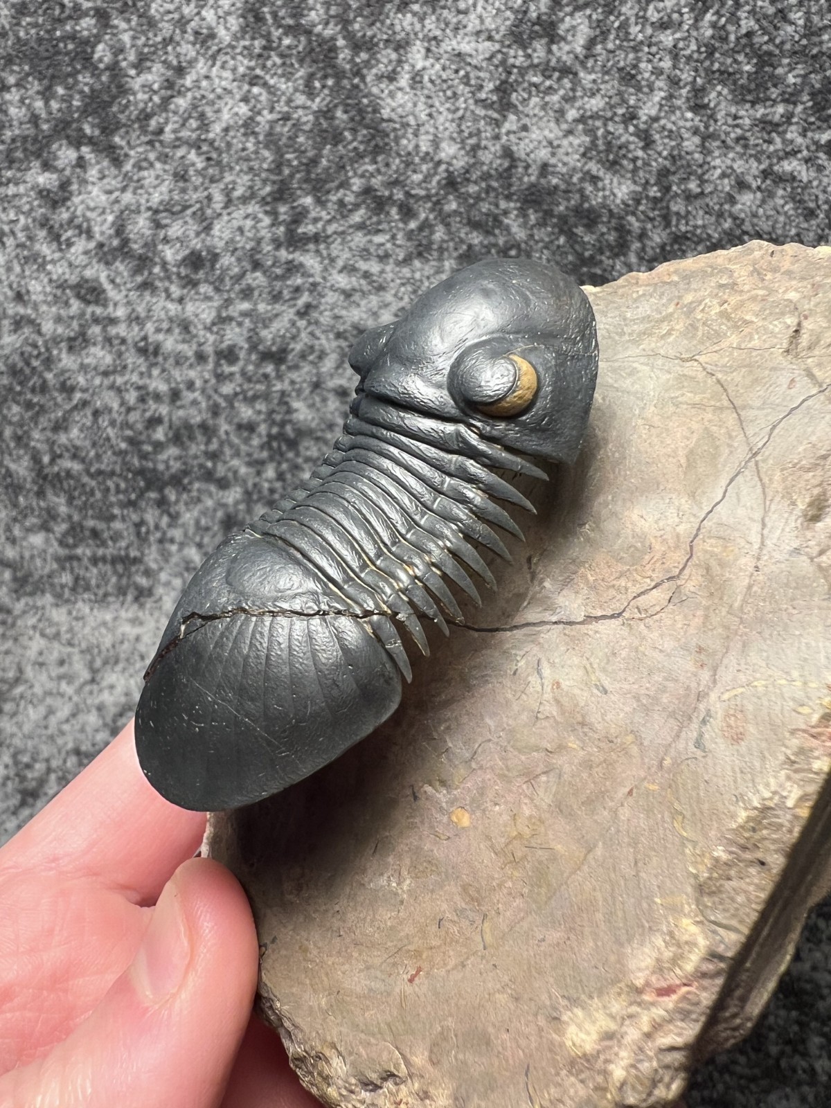 Paralejurus Trilobite Fossil – Flying Preparation with Rare Yellow Eyes