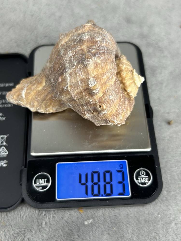 Rapana Rapiformis Turnip Shell 3.5" Long
