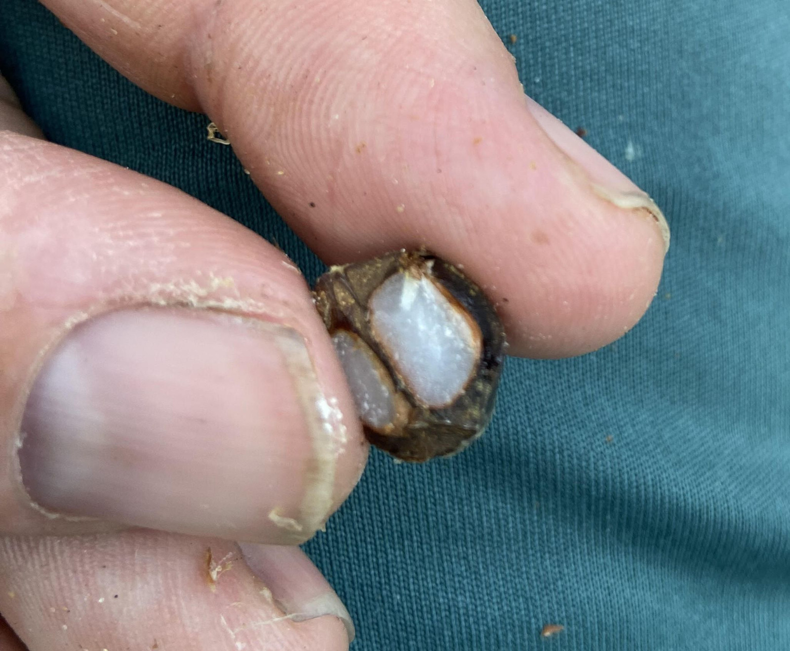 Butiagrus Seeds! F1 Hybrid Mule Palm Seeds. Rarely Ever Offered! Cold Hardy!