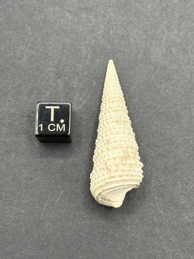 (18) Upper Eocene (Bartonian) Shells from La Chapelle-en-Serval, France