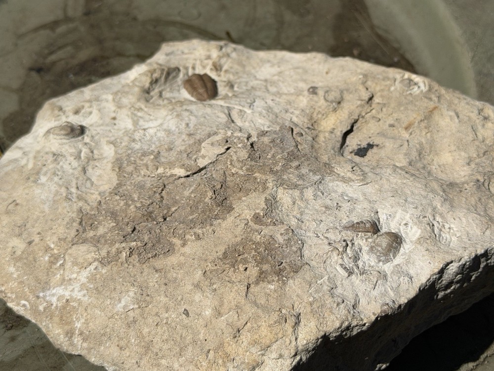 Trilobite Fossil Specimens in Matrix, Multiple Specimens