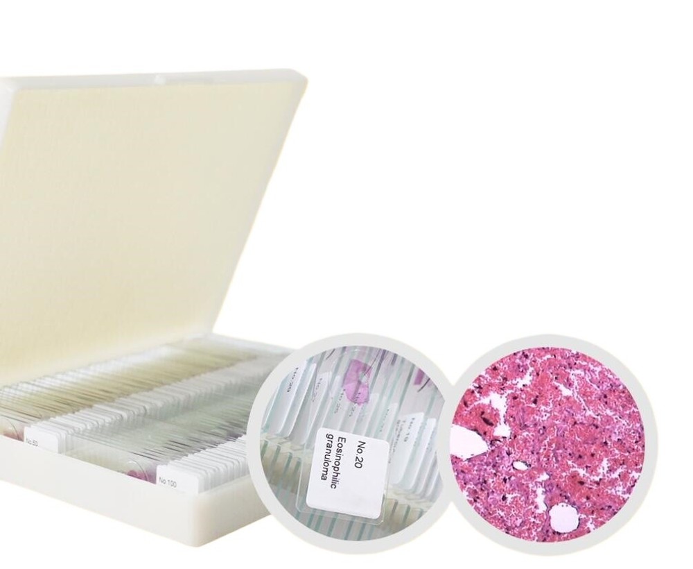 100PCS Mammal Pathological Section Typical Prepared Specimen Slides