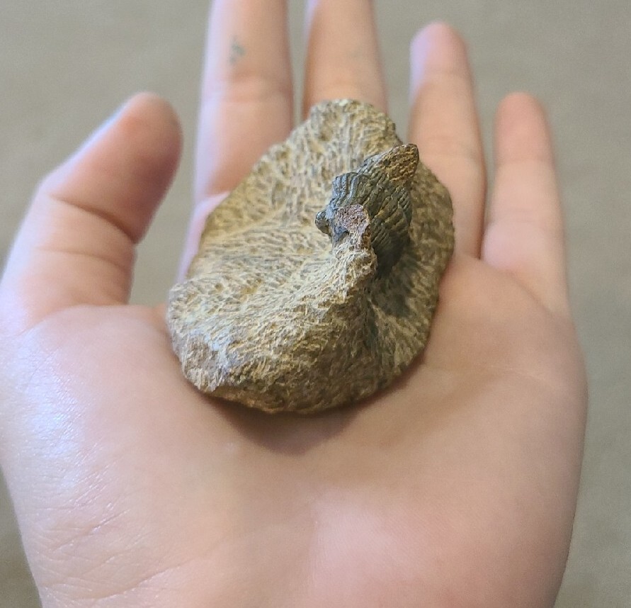 SMALL DEVONIAN TRILOBITE MORROCON UNUSUAL 400 MYO