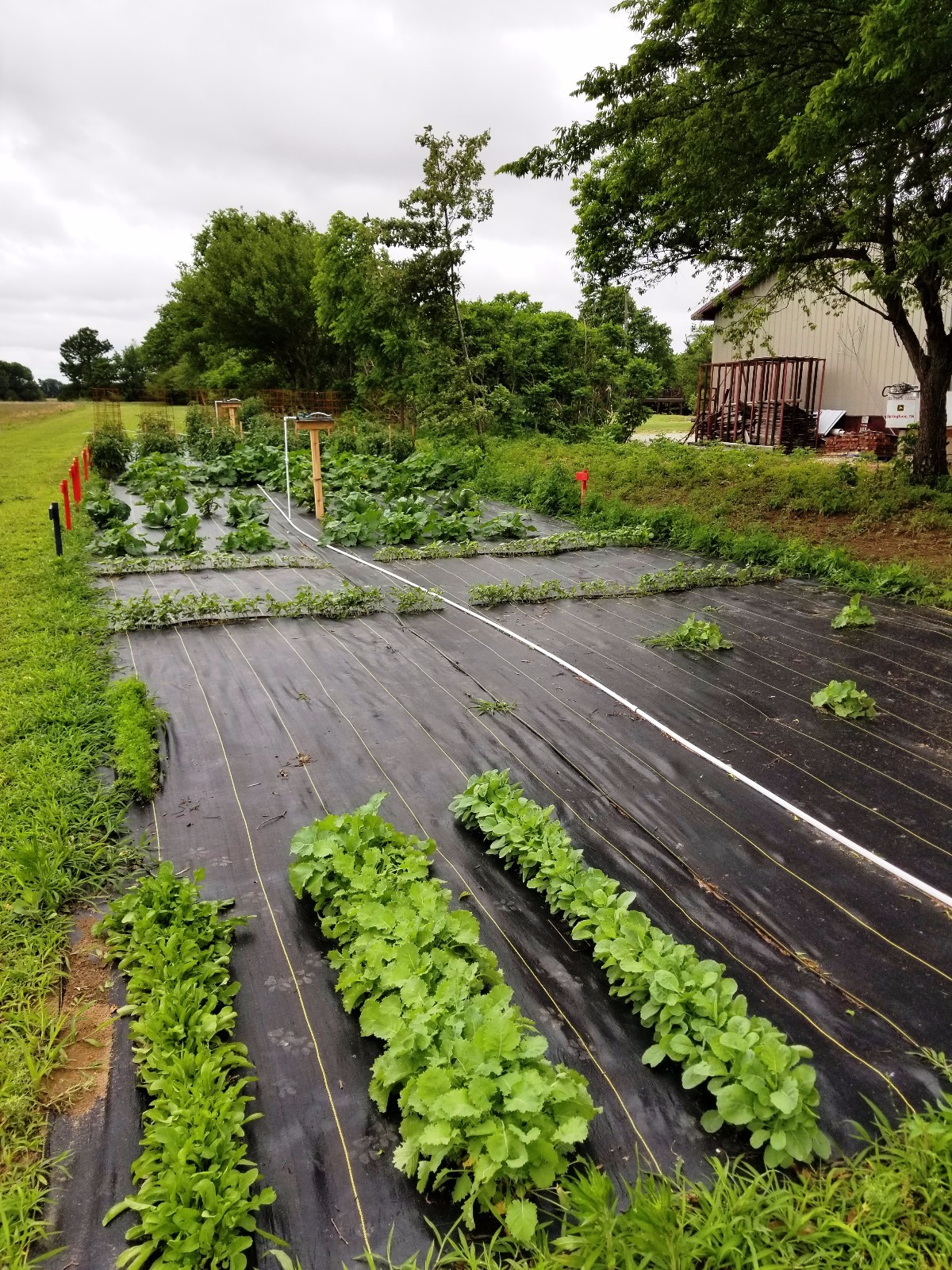 DeWitt Woven Ground Cover Landscape Fabric SUNBELT 4'x100' 3.2 OUNCE