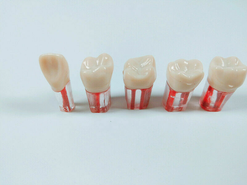 5pcs Dental clear Root Canal Teeth Study Practice Model for Endodontic Pulp File