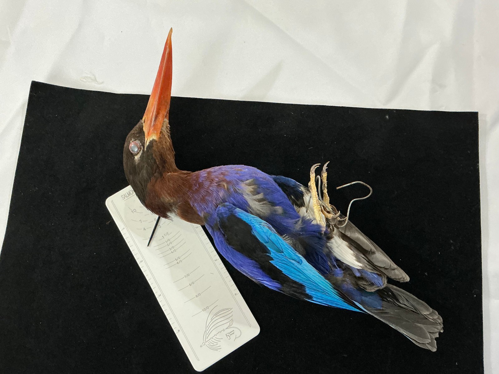 Purple Kingfisher Bird Mount