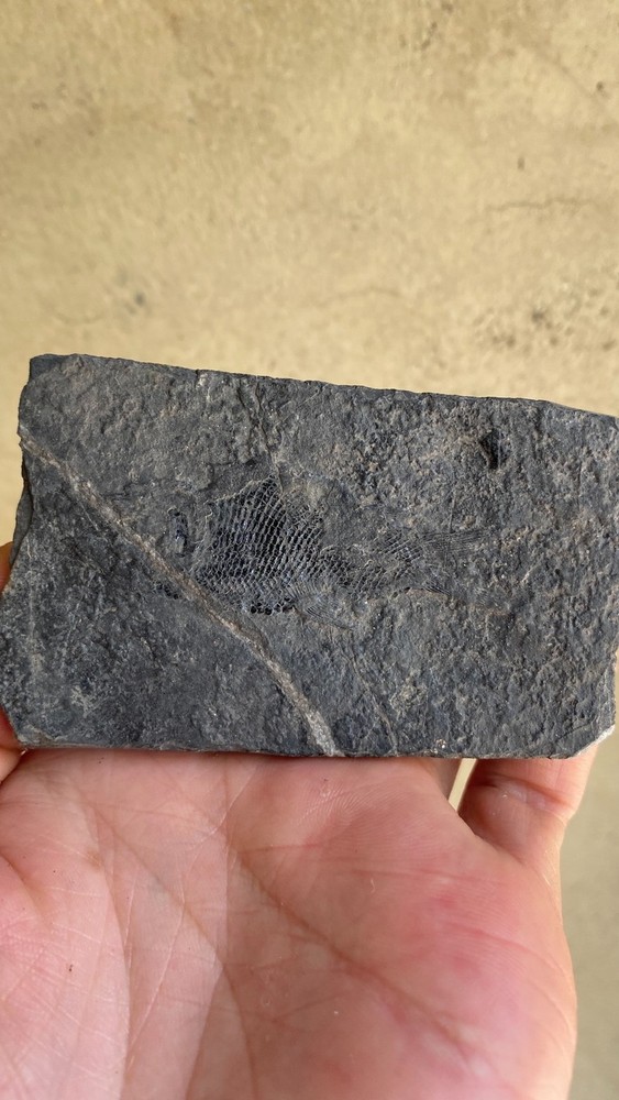 Unique and authentic fossilized fish like stone A21