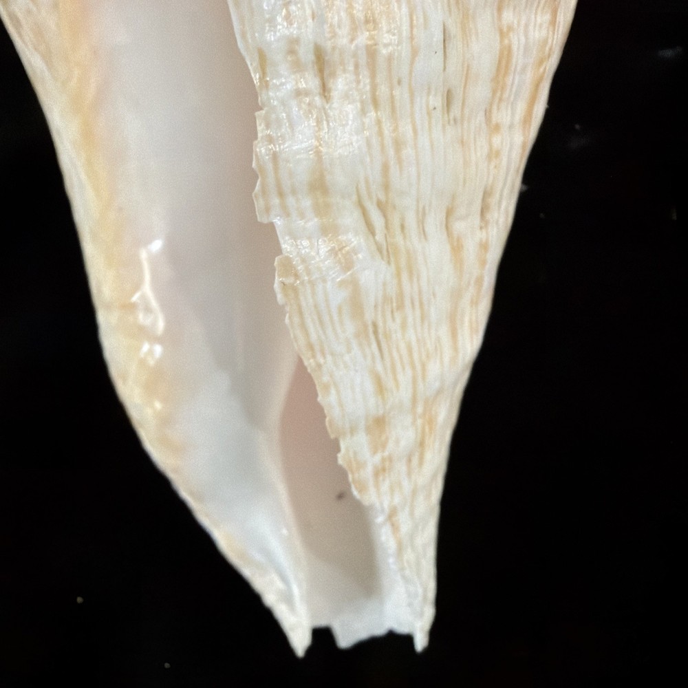 Queen Conch Shell 176.6mm No Collection Data (A666)