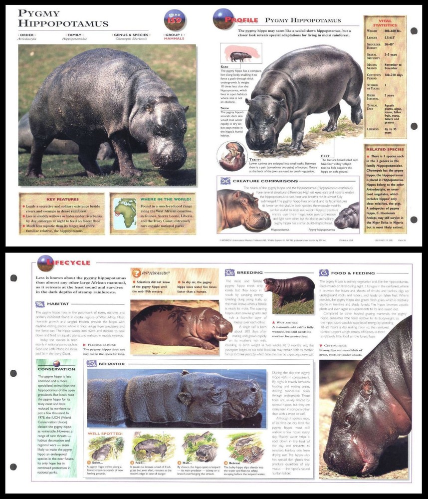 Fold-Out Sheet - Pygmy Hippopotamus - 159