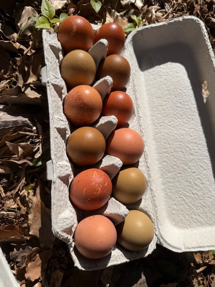CHASING THE RAINBOW - 12 Olive Egger Hatching Eggs NPIP Certified, AI clean