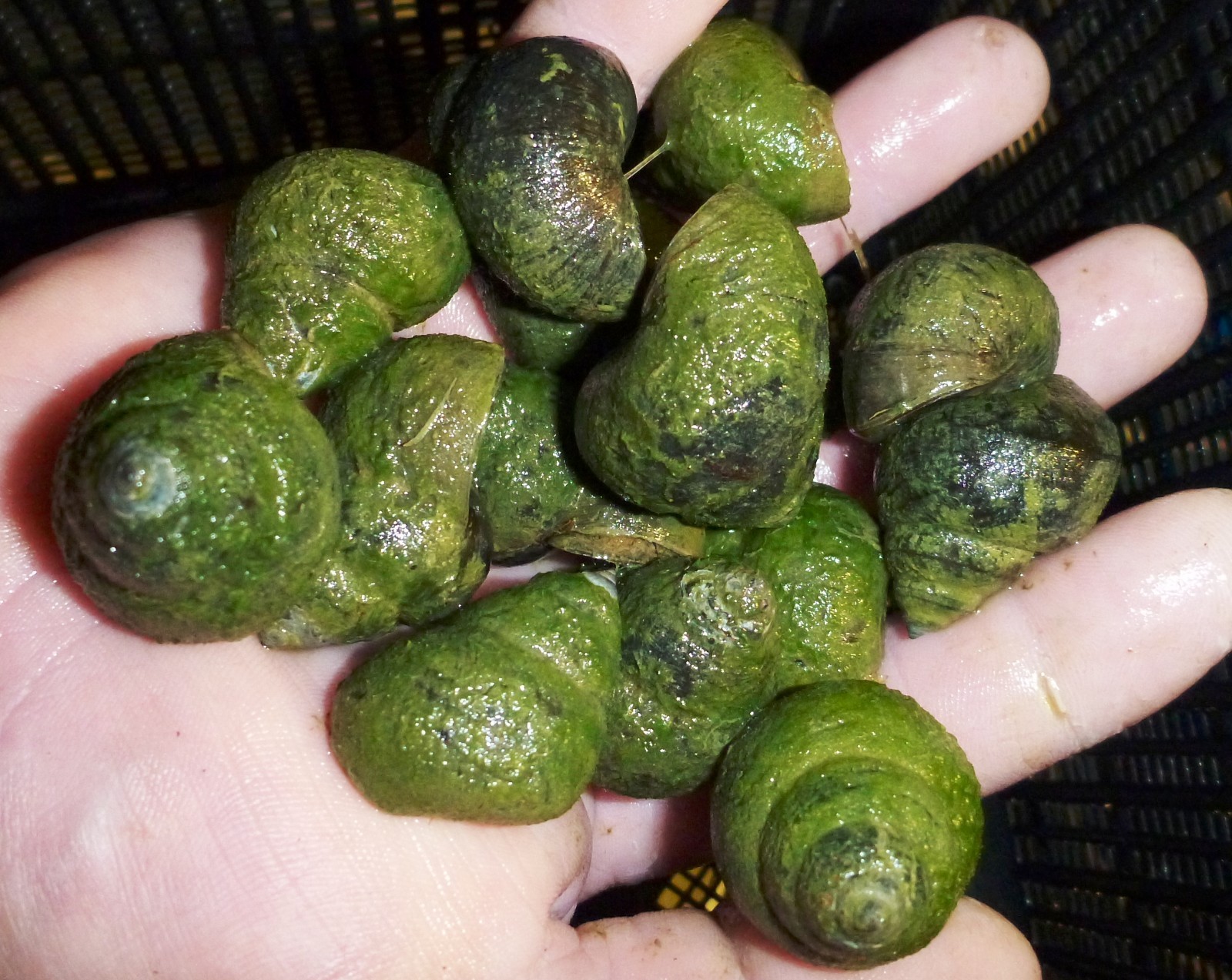 50-Lot Japanese Trapdoor snails algae eaters for koi pond garden pkf