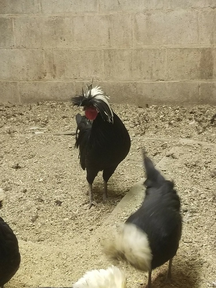 White Crested Black Polish Hatching Eggs - Chicken