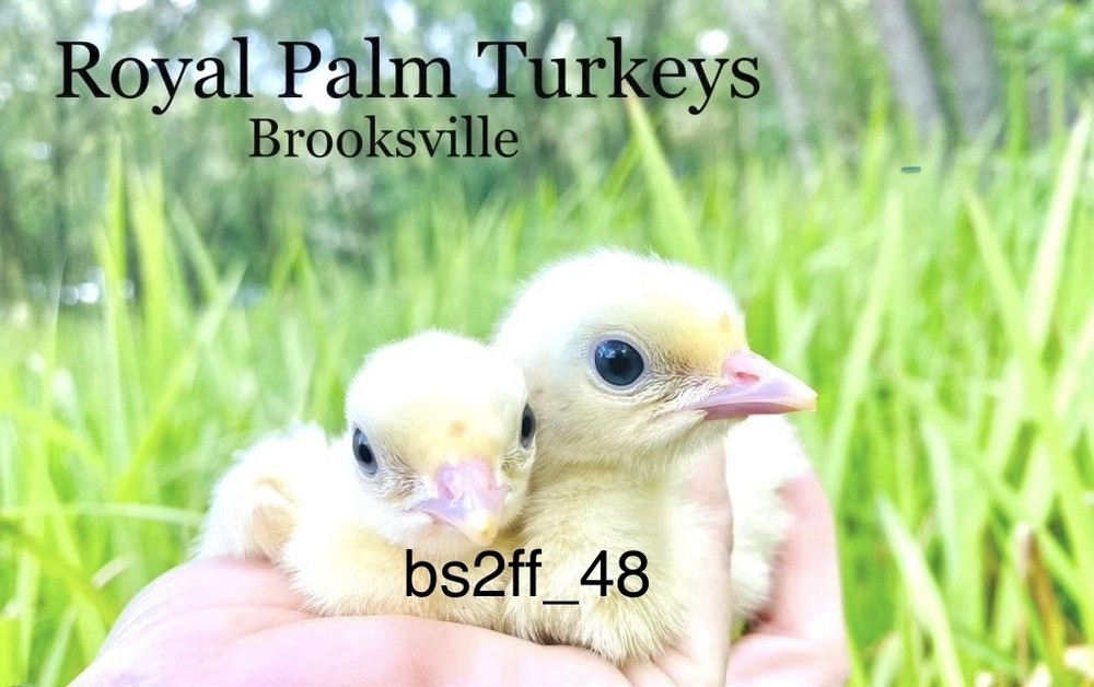 6 Royal Palm Turkey Hatching Eggs