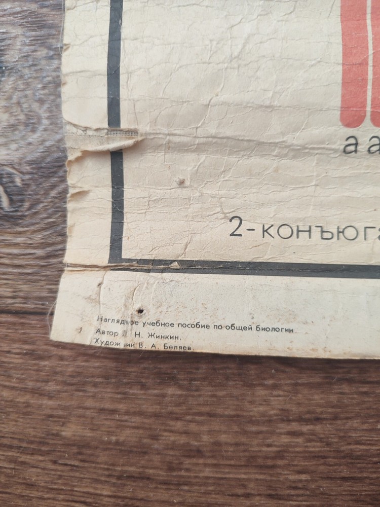 spermatogenesis and oogenesis original vintage school chart