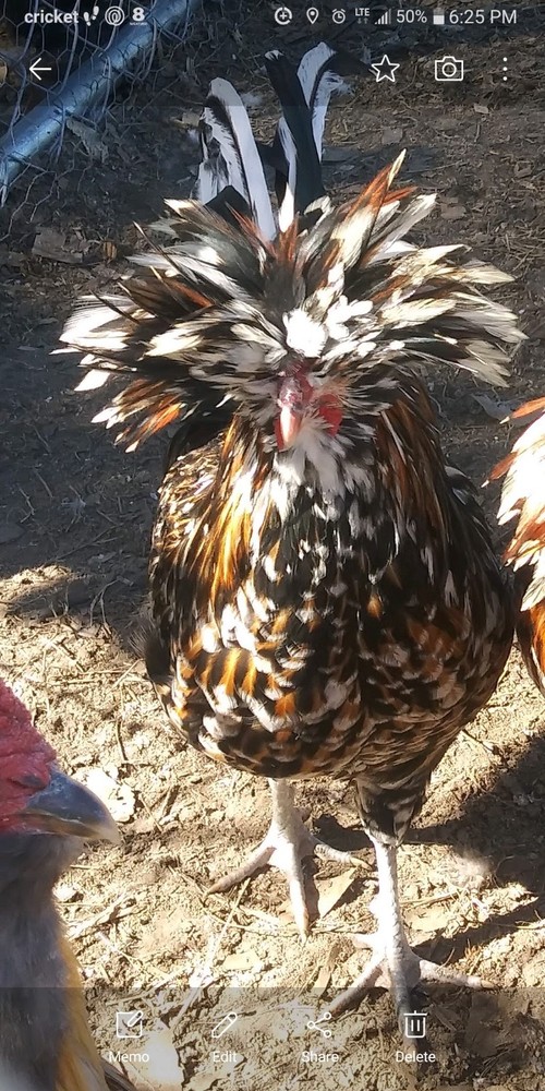 1 Dozen NPIP Tolbunt Polish Hatching Eggs