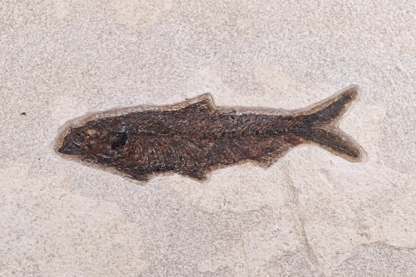 5.3" Knightia eocaena Fossil Fish Fossil Lake Green River Fm Wyoming COA 11627