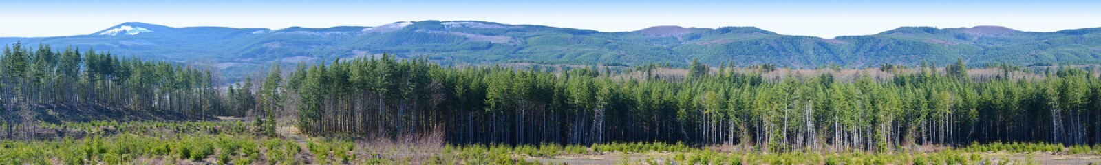 Model Railroad Backdrop Clear Cut by TrainJunkies