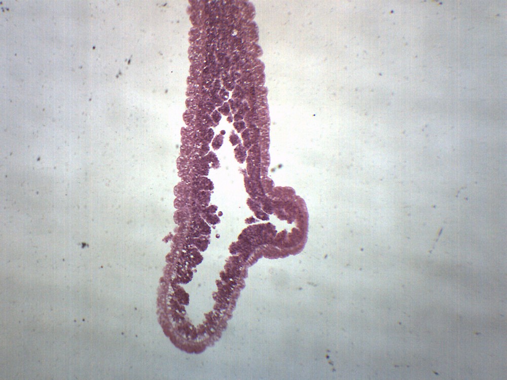 Hydra - Prepared Microscope Slide - 75x25mm - Eisco Labs