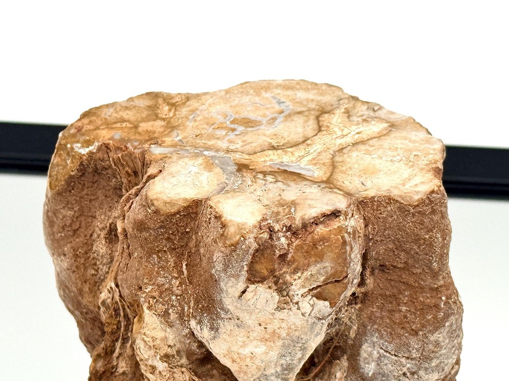 Fossil Wood Branch / Stump - Petrified (#9)