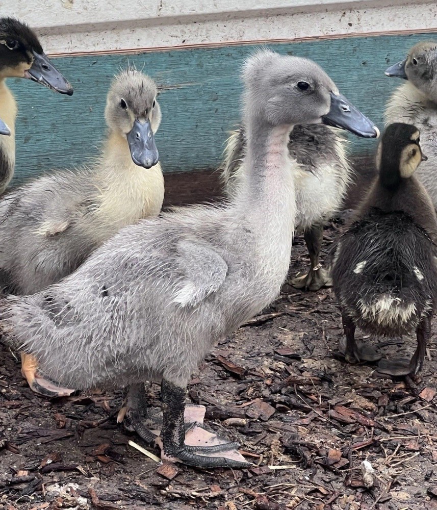 12 Fertilize Ducks Eggs