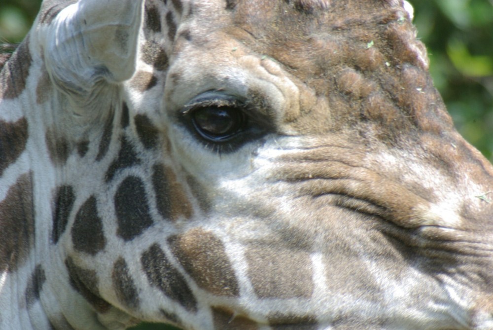 Giraffe Taxidermy Reference Photo Cd