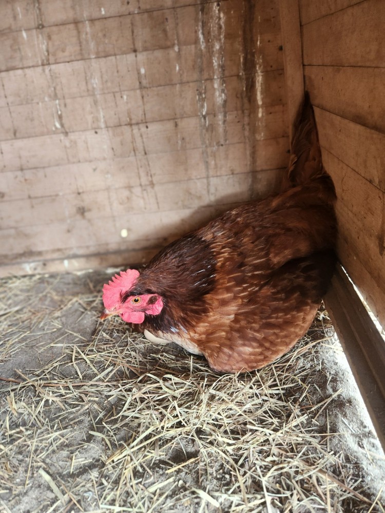 Rhode Island Red hatching eggs 10+ read entire listing