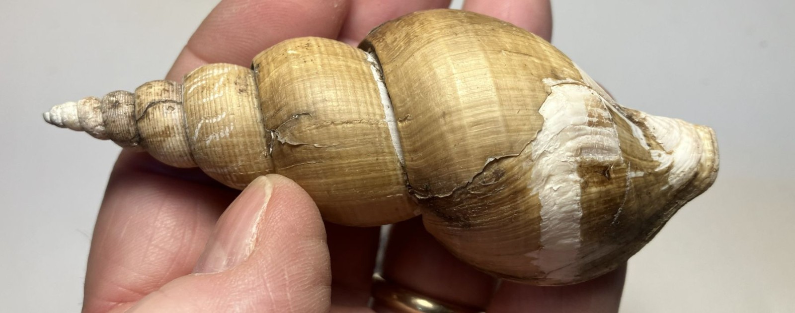 Japelion adelphicus (Dall, 1907). Great Shape. Taiwan, east china sea. 100 mm