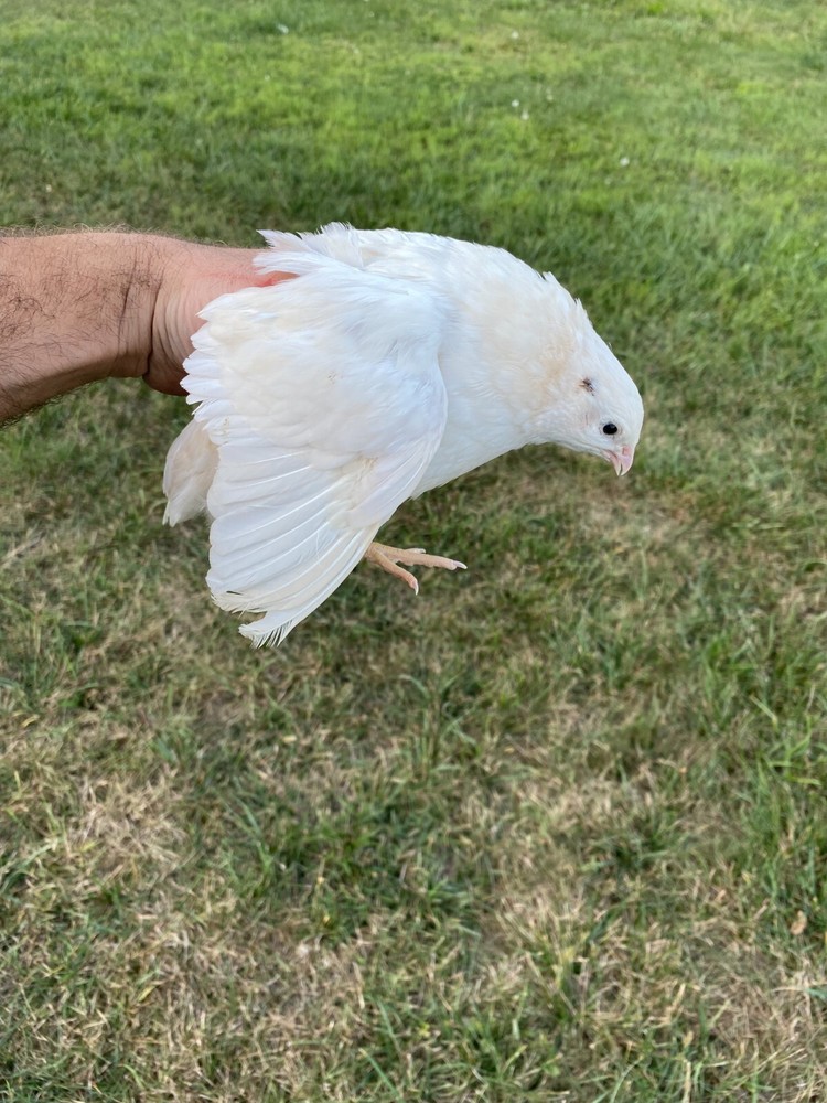 25 + JUMBO WHITE Quail Hatching Eggs