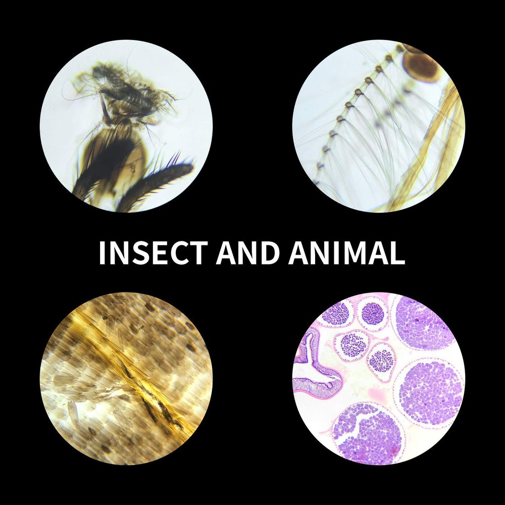 100Pcs Prepared Microscope Slides Set Professional Specimens for Kids Student...