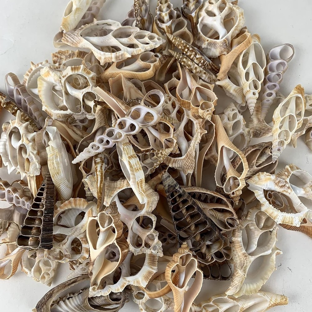 20pc Assorted Center Cut Sea Shells 2"~3" Inch