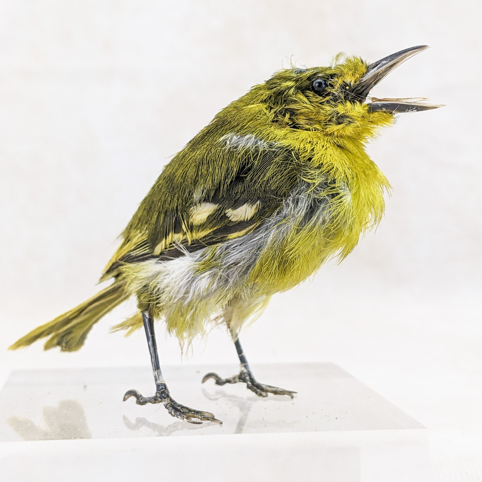 Iora bird taxidermy Bird Specimen oddities taxidermy curiosities oddities craft