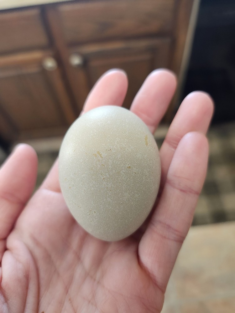 6+2 Extra Homozygous Silverudd Blue Hatching Eggs