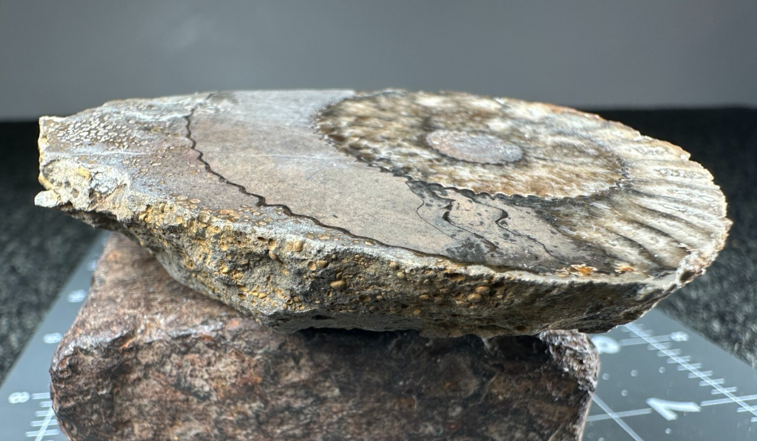 ➤ 2-3/4 Inch AMMONITE Fossil Specimen - Reichenbach South Germany VIDEO➤163