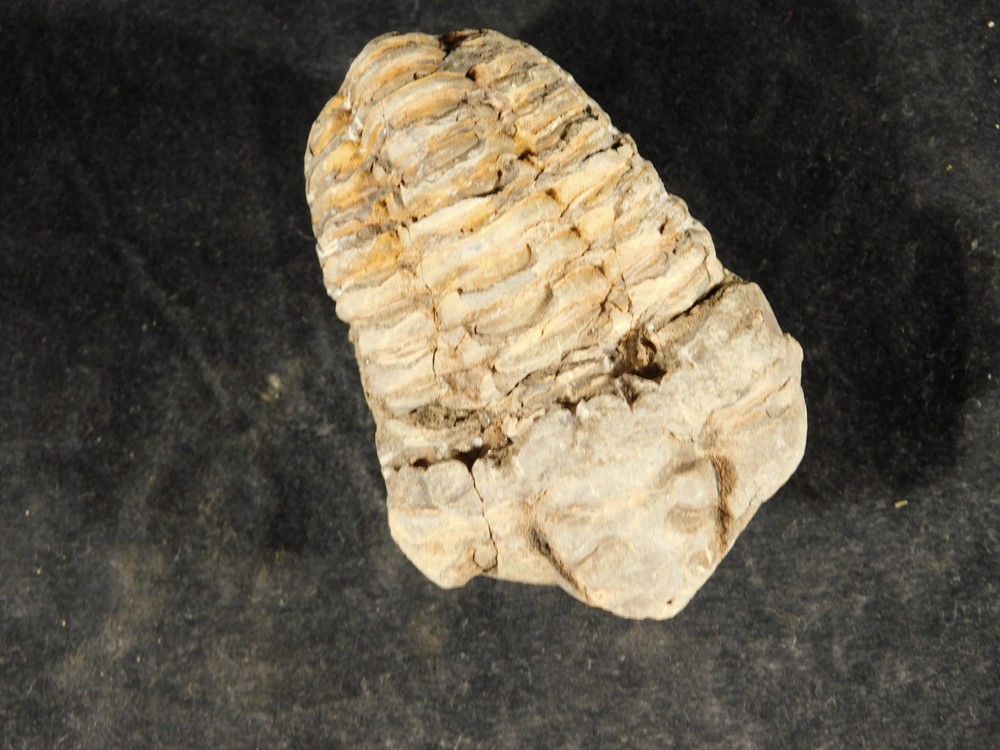 Big! 460 MILLION Year Old! Flexicalymene TRILOBITE Fossil Morocco 106gr