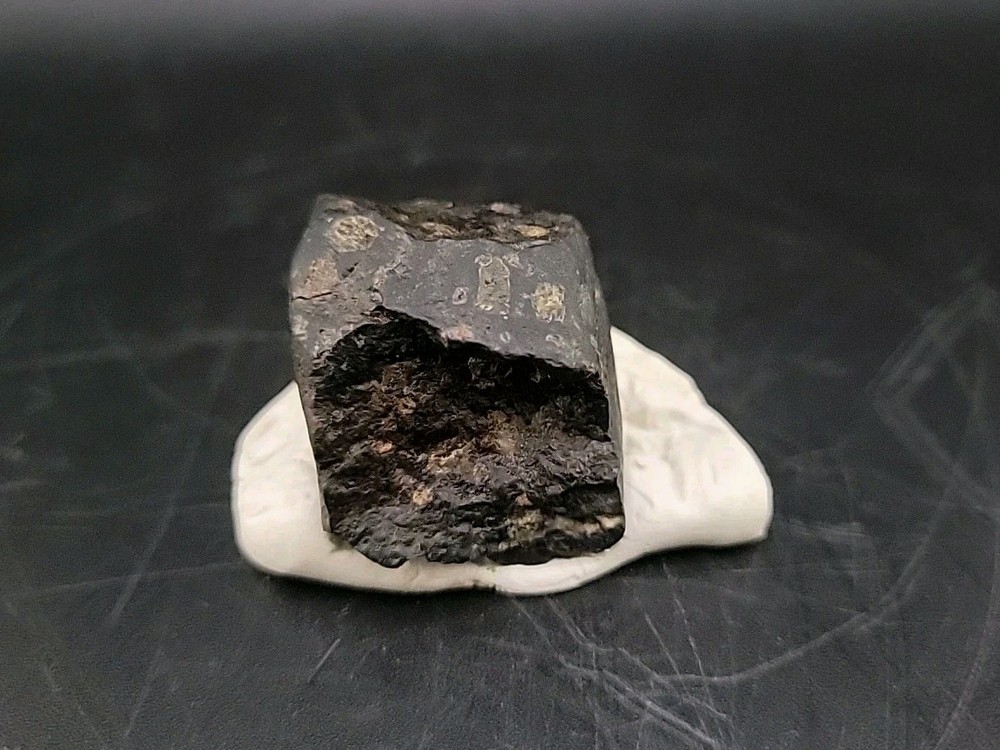 Fossil Dinosaur Tooth Unknown Species