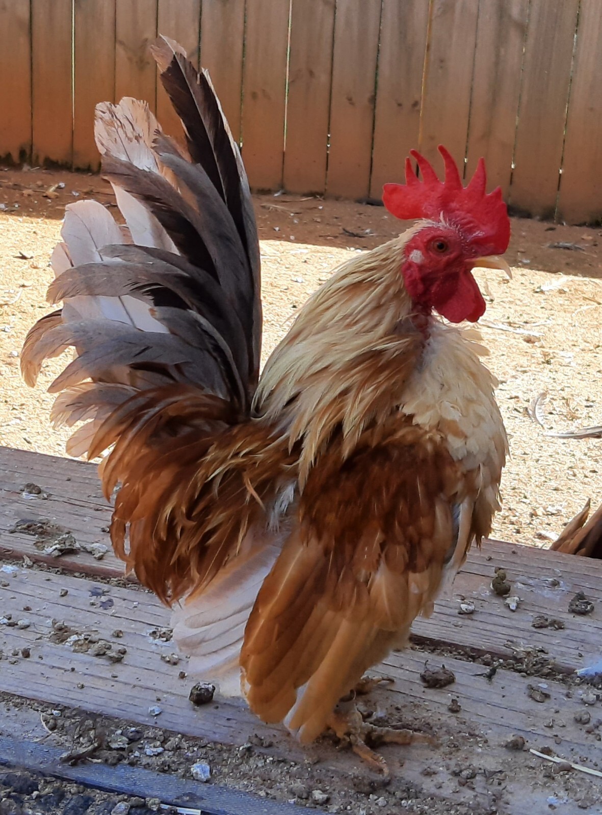 12+Ex NPIP AI CLEAN Pure Serama Micro To B Hatching Eggs MALAYSIAN & TRADITIONAL