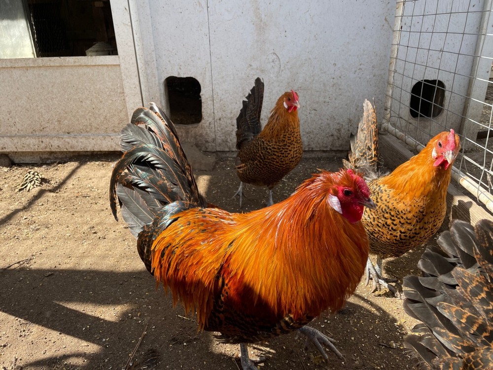 5+ Gold Deathlayer Hatching Eggs - Death layer - Westfälischer Totleger c2