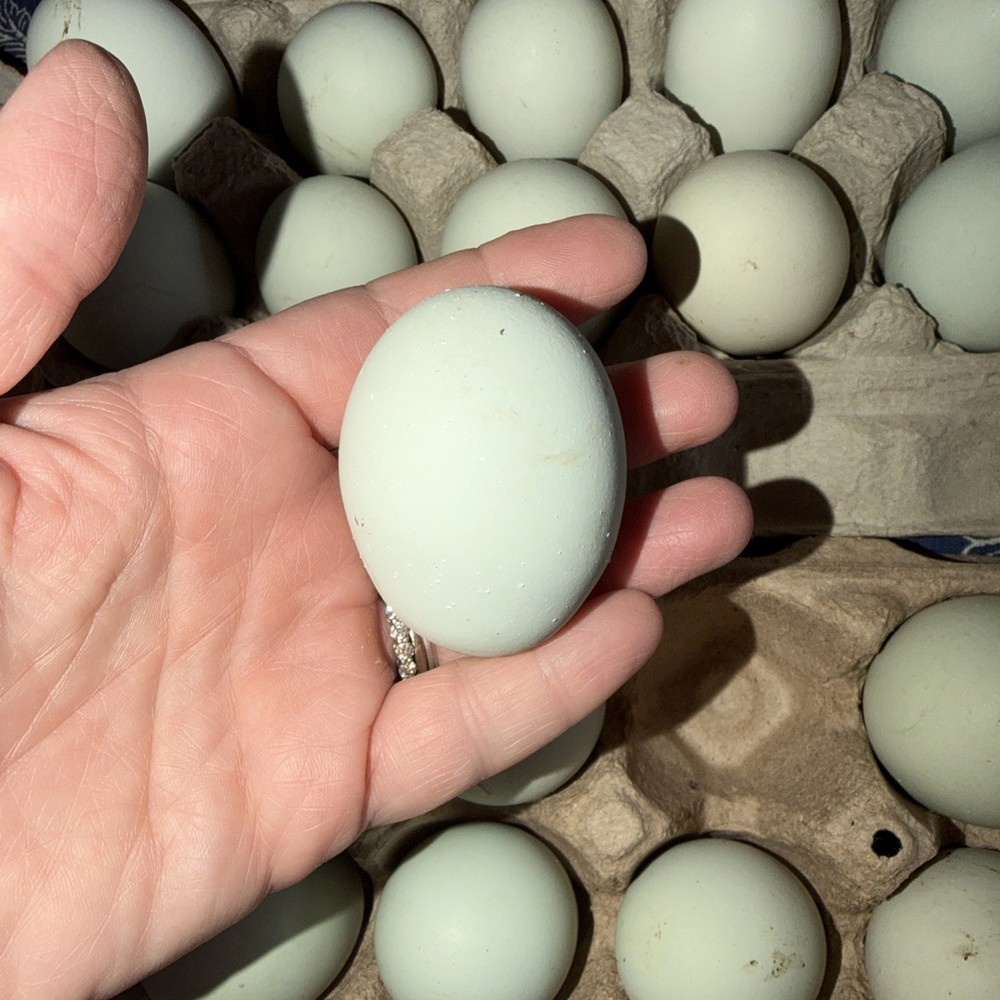 12 Purebred Ameraucana HATCHING EGGS Blue Egg Layer