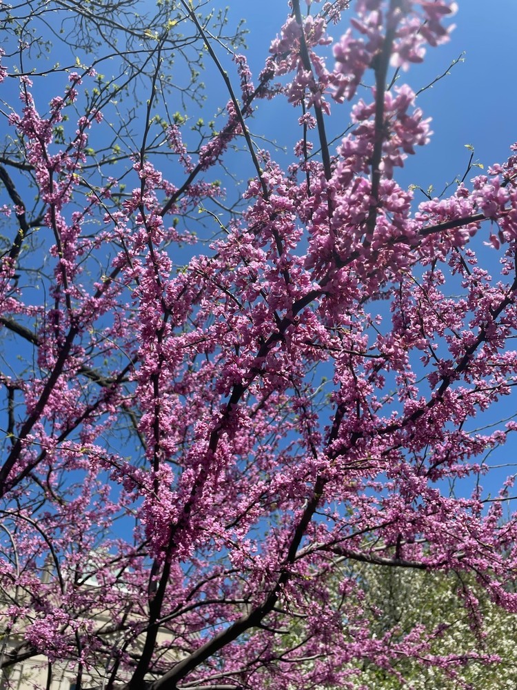 Eastern Redbud Tree Seedling