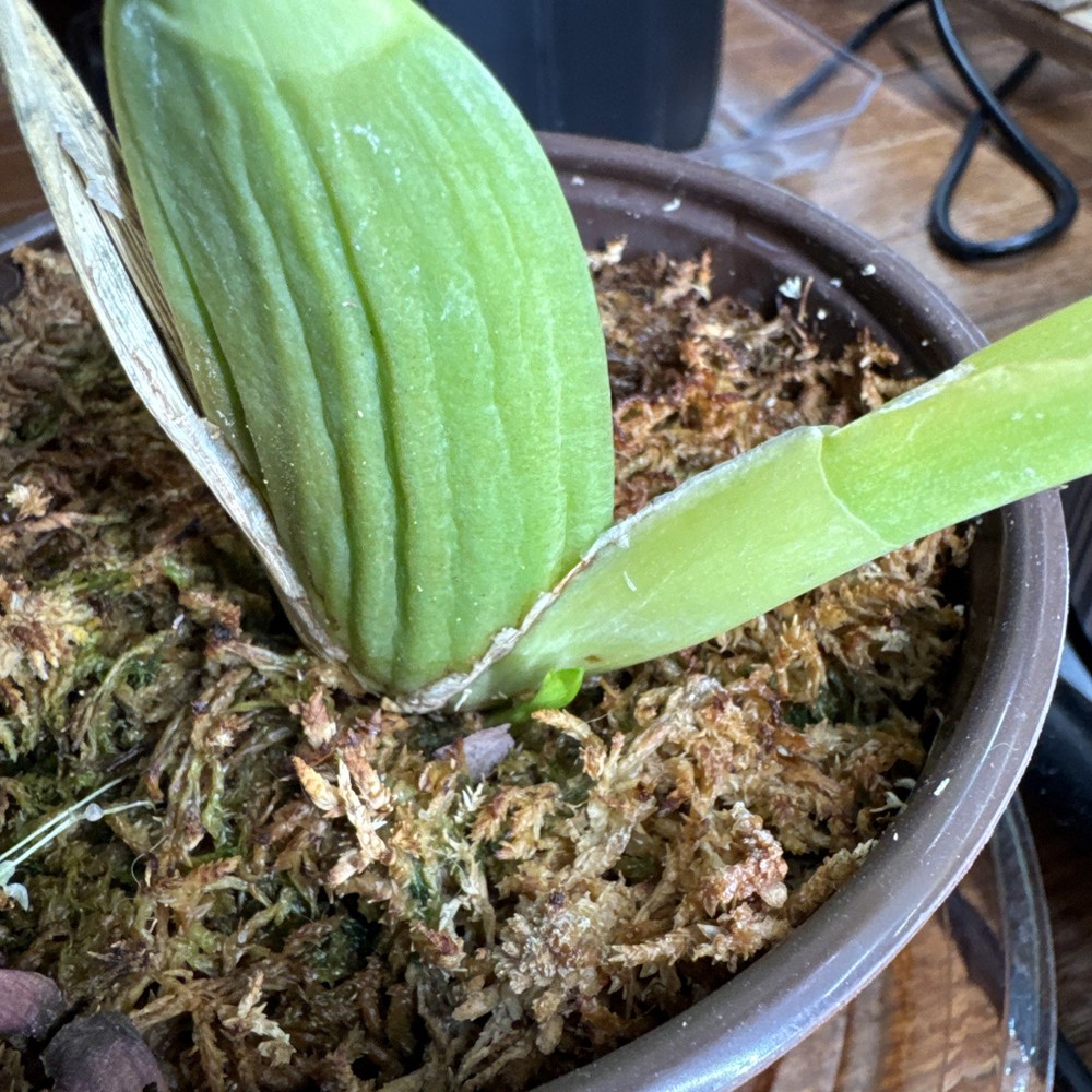 Dancing Lady Orchid (unknown Color)