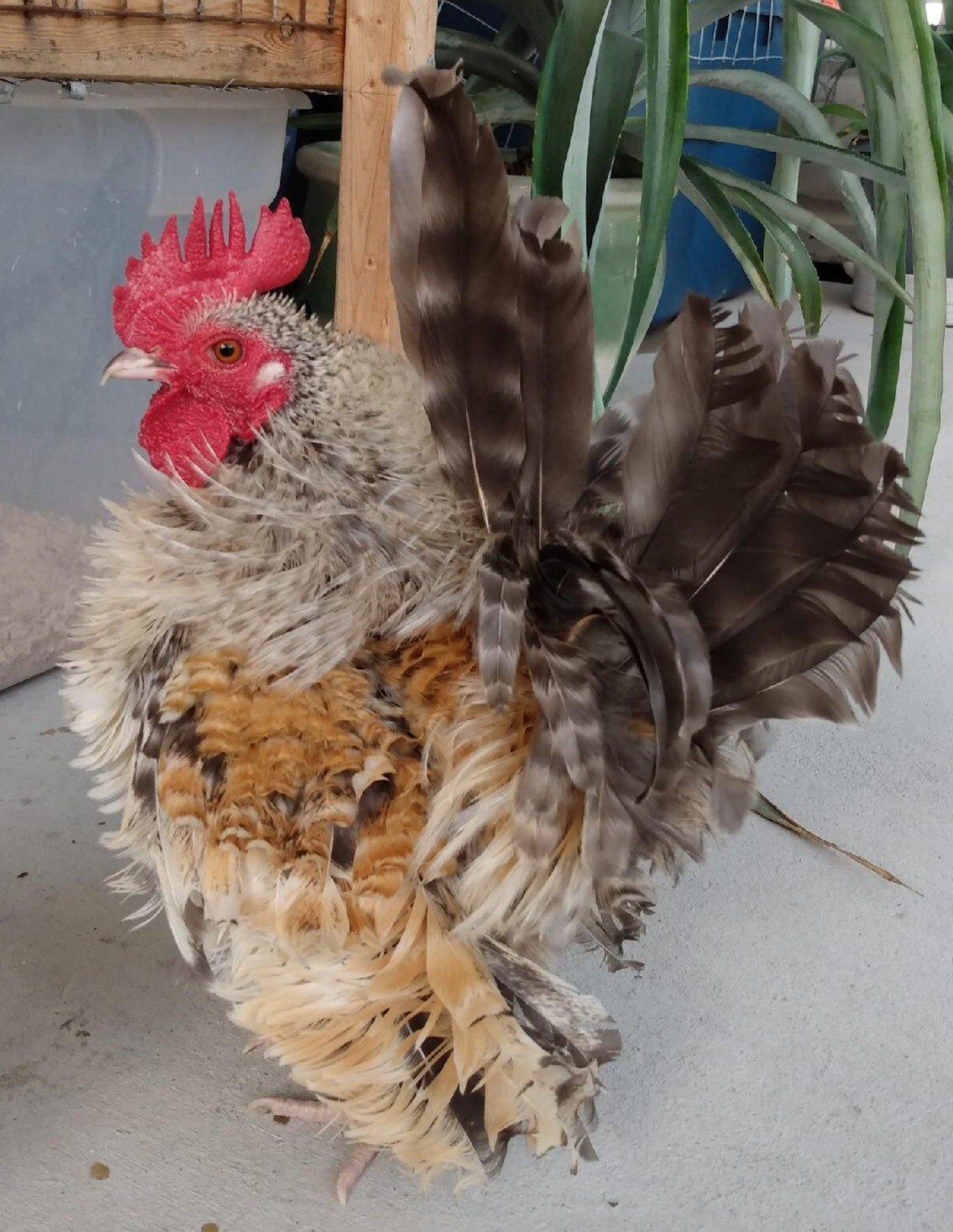 12+Ex NPIP AI CLEAN Pure Serama Micro To B Hatching Eggs MALAYSIAN & TRADITIONAL