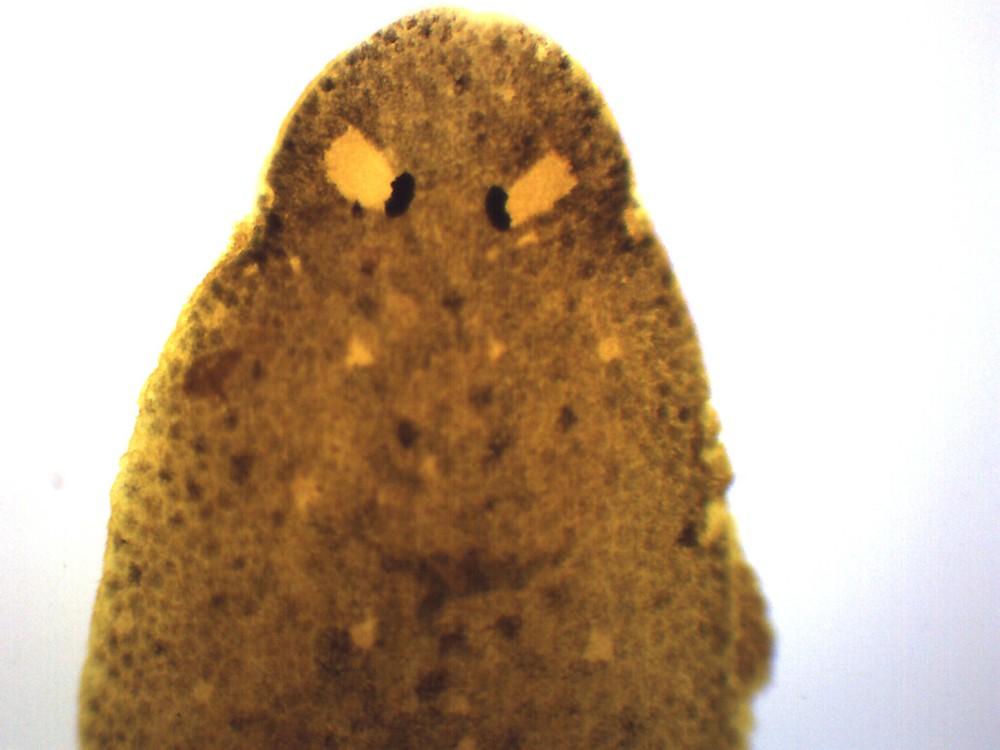 Planaria, WM - Prepared Microscope Slide - 75x25mm - Eisco Labs
