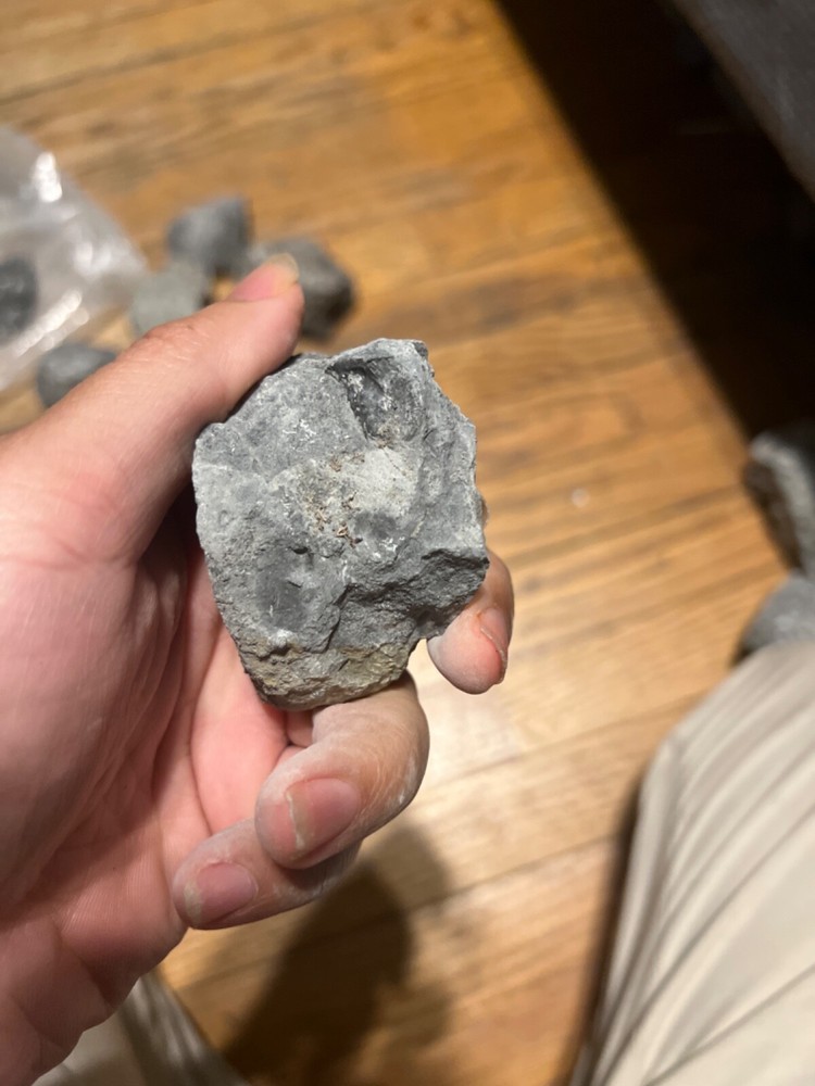 fossil rocks marine creatures