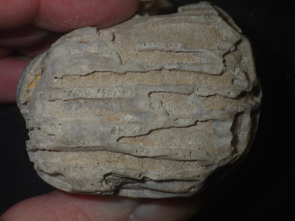 Chain Coral Halysites