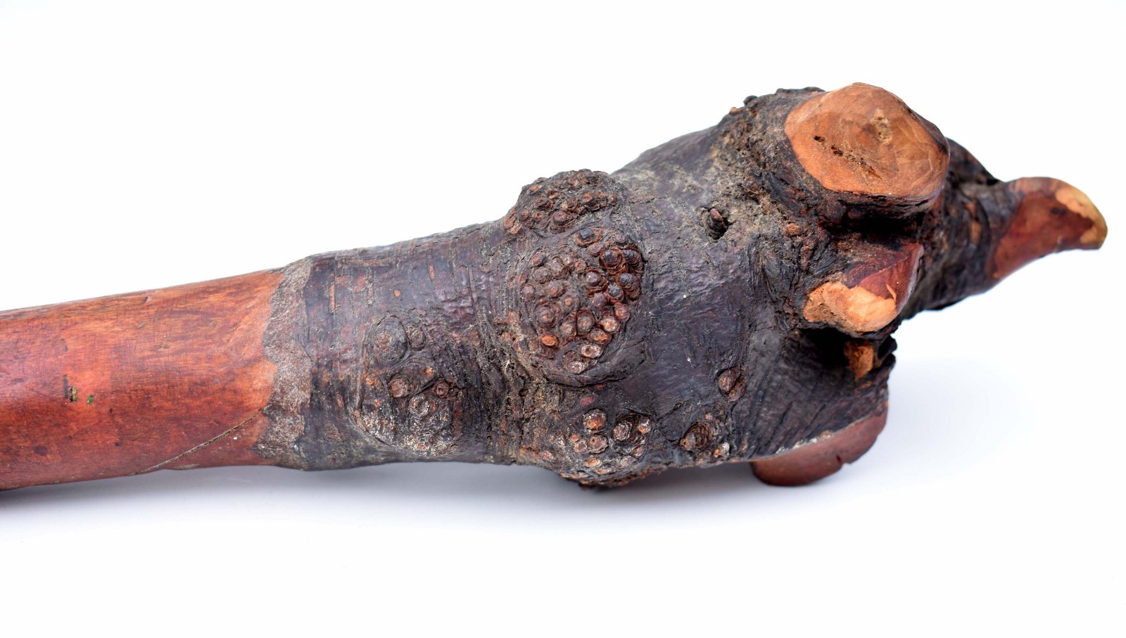 22" Early Penobscot Indian War Club - 1800s Maine - Red Dye - Chip Carved Handle