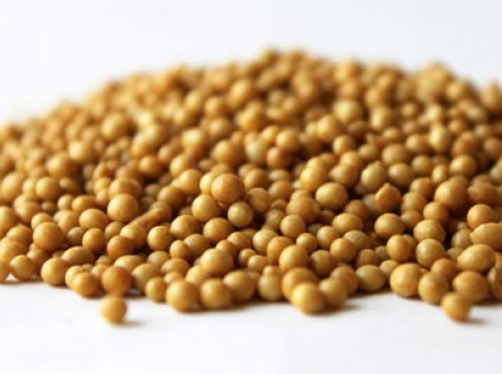 Scotts Osmocote Classic Controlled Release Fertilizer 14-14-14