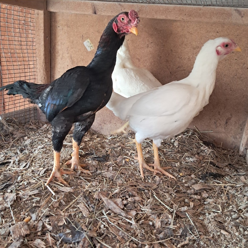 Rare Koshamo hatching eggs 10